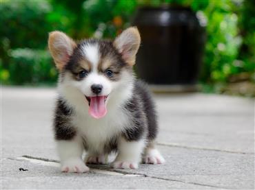 Bán Chó Pembroke Corgi thuần Chủng Số 55 - HCM - Toàn Quốc