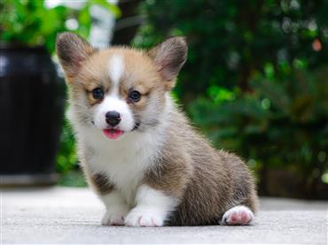 Bán Chó Pembroke Corgi thuần Chủng Số 56 - HCM - Toàn Quốc