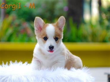 Bán Chó Pembroke Corgi thuần Chủng Số 57 - HCM - Toàn Quốc