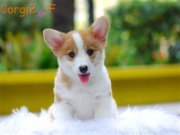 Bán Chó Pembroke Corgi thuần Chủng Số 58 - HCM - Toàn Quốc