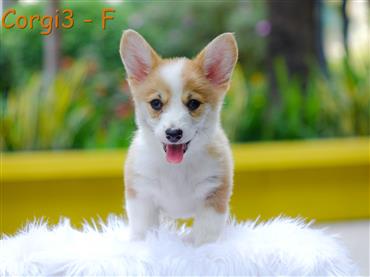Bán Chó Pembroke Corgi thuần Chủng Số 59 - HCM - Toàn Quốc