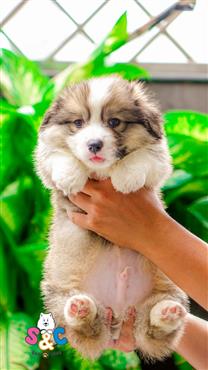 Bán Chó Pembroke Corgi thuần Chủng Số 6 - HCM - Toàn Quốc