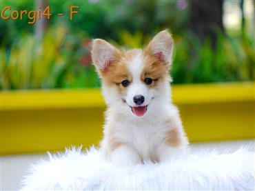 Bán Chó Pembroke Corgi thuần Chủng Số 60 - HCM - Toàn Quốc