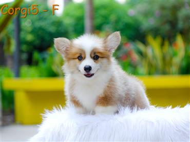 Bán Chó Pembroke Corgi thuần Chủng Số 61 - HCM - Toàn Quốc