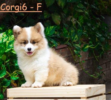 Bán Chó Pembroke Corgi thuần Chủng Số 62 - HCM - Toàn Quốc