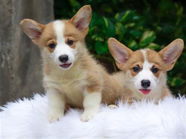 Bán Chó Pembroke Corgi thuần Chủng Số 64 - HCM - Toàn Quốc