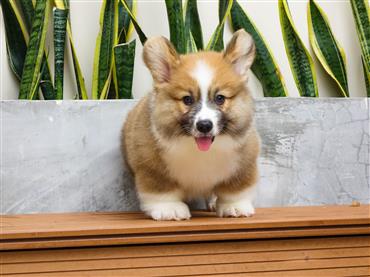 Bán Chó Pembroke Corgi thuần Chủng Số 67 - HCM - Toàn Quốc