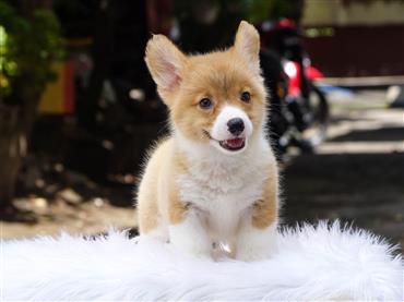 Bán Chó Pembroke Corgi thuần Chủng Số 68 - HCM - Toàn Quốc