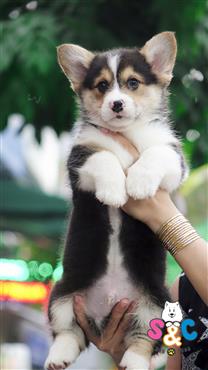 Bán Chó Pembroke Corgi thuần Chủng Số 7 - HCM - Toàn Quốc