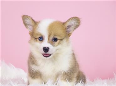 Bán Chó Pembroke Corgi thuần Chủng Số 70 - HCM - Toàn Quốc