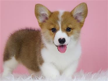 Bán Chó Pembroke Corgi thuần Chủng Số 72 - HCM - Toàn Quốc