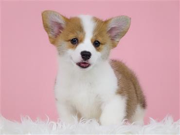 Bán Chó Pembroke Corgi thuần Chủng Số 73 - HCM - Toàn Quốc