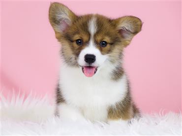 Bán Chó Pembroke Corgi thuần Chủng Số 74 - HCM - Toàn Quốc