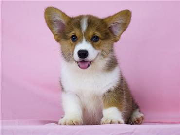 Bán Chó Pembroke Corgi thuần Chủng Số 75 - HCM - Toàn Quốc