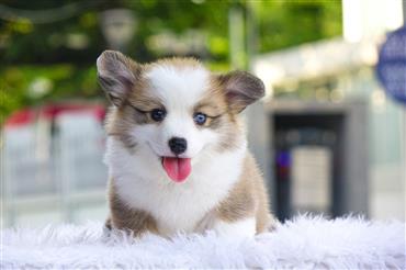 Bán Chó Pembroke Corgi thuần Chủng Số 76 - HCM - Toàn Quốc