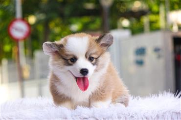 Bán Chó Pembroke Corgi thuần Chủng Số 77 - HCM - Toàn Quốc