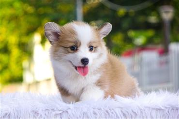 Bán Chó Pembroke Corgi thuần Chủng Số 78 - HCM - Toàn Quốc