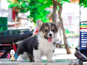 Bán Chó Pembroke Corgi thuần Chủng Số 8 - HCM - Toàn Quốc