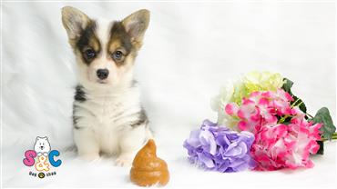 Bán Chó Pembroke Corgi thuần Chủng Số 9 - HCM - Toàn Quốc
