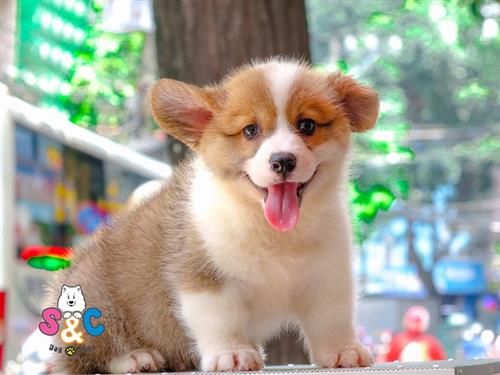 Bán Chó Pembroke Corgi thuần Chủng Số 2 - HCM - Toàn Quốc
