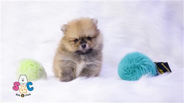 Bán Chó Pomeranian ( Phốc Sóc ) Thuần Chủng Số 10 - HCM - Toàn Quốc