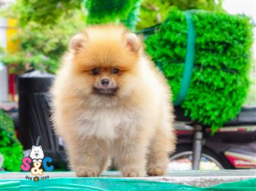Bán Chó Pomeranian ( Phốc Sóc ) Thuần Chủng Số 16 - HCM - Toàn Quốc