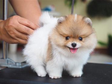 Bán Chó Pomeranian ( Phốc Sóc ) Thuần Chủng Số 17 - HCM - Toàn Quốc
