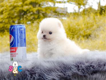 Bán Chó Pomeranian ( Phốc Sóc ) Thuần Chủng Số 19 - HCM - Toàn Quốc