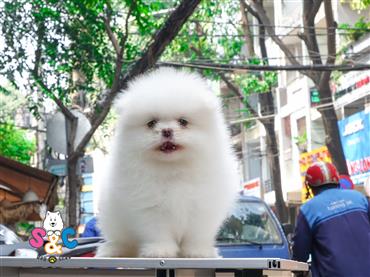 Bán Chó Pomeranian ( Phốc Sóc ) Thuần Chủng Số 2 - HCM - Toàn Quốc