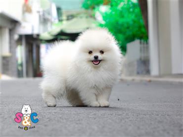 Bán Chó Pomeranian ( Phốc Sóc ) Thuần Chủng Số 27 - HCM - Toàn Quốc
