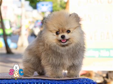Bán Chó Pomeranian ( Phốc Sóc ) Thuần Chủng Số 3 - HCM - Toàn Quốc