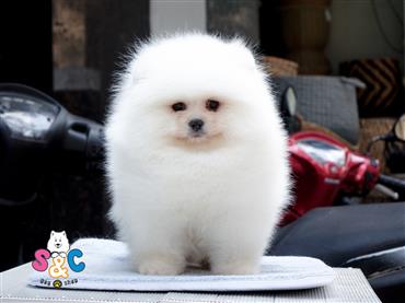 Bán Chó Pomeranian ( Phốc Sóc ) Thuần Chủng Số 30 - HCM - Toàn Quốc