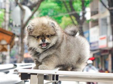 Bán Chó Pomeranian ( Phốc Sóc ) Thuần Chủng Số 35 - HCM - Toàn Quốc