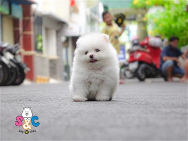 Bán Chó Pomeranian ( Phốc Sóc ) Thuần Chủng Số 36 - HCM - Toàn Quốc