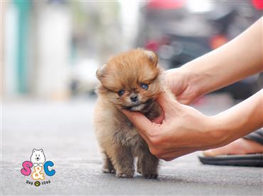 Bán Chó Pomeranian ( Phốc Sóc ) Thuần Chủng Số 37 - HCM - Toàn Quốc