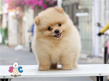 Bán Chó Pomeranian ( Phốc Sóc ) Thuần Chủng Số 39 - HCM - Toàn Quốc