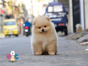 Bán Chó Pomeranian ( Phốc Sóc ) Thuần Chủng Số 41 - HCM - Toàn Quốc