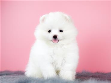 Bán Chó Pomeranian ( Phốc Sóc ) Thuần Chủng Số 42 - HCM - Toàn Quốc