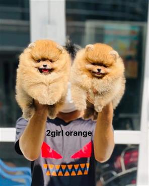 Bán Chó Pomeranian ( Phốc Sóc ) Thuần Chủng Số 43 - HCM - Toàn Quốc