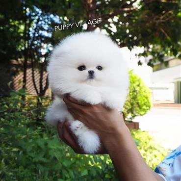 Bán Chó Pomeranian ( Phốc Sóc ) Thuần Chủng Số 44 - HCM - Toàn Quốc