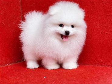 Bán Chó Pomeranian ( Phốc Sóc ) Thuần Chủng Số 45 - HCM - Toàn Quốc