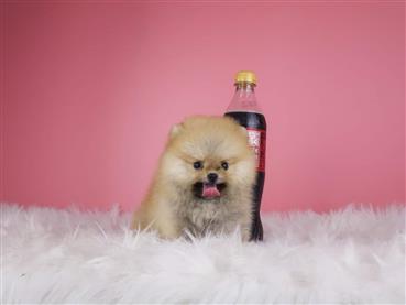 Bán Chó Pomeranian ( Phốc Sóc ) Thuần Chủng Số 46 - HCM - Toàn Quốc