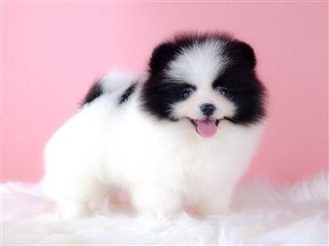 Bán Chó Pomeranian ( Phốc Sóc ) Thuần Chủng Số 47 - HCM - Toàn Quốc