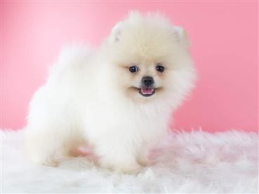 Bán Chó Pomeranian ( Phốc Sóc ) Thuần Chủng Số 48 - HCM - Toàn Quốc