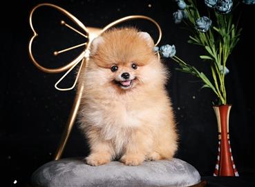 Bán Chó Pomeranian ( Phốc Sóc ) Thuần Chủng Số 51 - HCM - Toàn Quốc