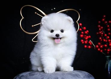 Bán Chó Pomeranian ( Phốc Sóc ) Thuần Chủng Số 52 - HCM - Toàn Quốc