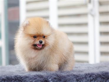 Bán Chó Pomeranian ( Phốc Sóc ) Thuần Chủng Số 53 - HCM - Toàn Quốc