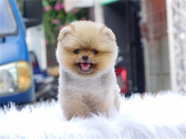Bán Chó Pomeranian ( Phốc Sóc ) Thuần Chủng Số 57 - HCM - Toàn Quốc