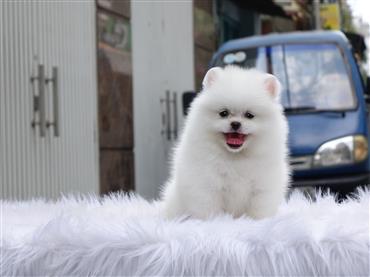 Bán Chó Pomeranian ( Phốc Sóc ) Thuần Chủng Số 58 - HCM - Toàn Quốc