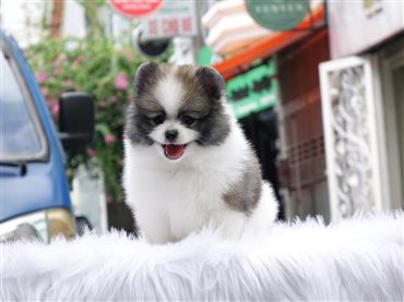 Bán Chó Pomeranian ( Phốc Sóc ) Thuần Chủng Số 59 - HCM - Toàn Quốc